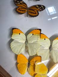 Attēlu rezultāti vaicājumam “Pieris napi underside”