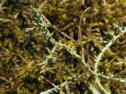 Attēlu rezultāti vaicājumam “Cladonia squamosa”