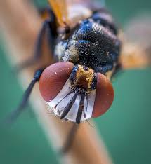 Attēlu rezultāti vaicājumam “Gymnosoma sp.”
