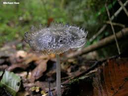 Attēlu rezultāti vaicājumam “Coprinus lagopus”