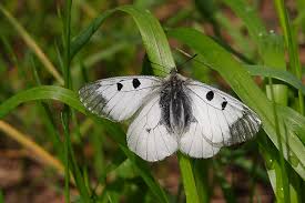 Attēlu rezultāti vaicājumam “Parnassius mnemosyne underside”