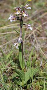 Attēlu rezultāti vaicājumam “Epipactis palustris leaf”