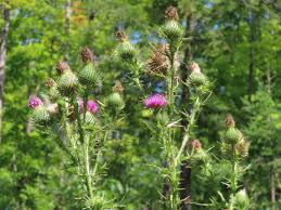 Attēlu rezultāti vaicājumam “Cirsium vulgare”