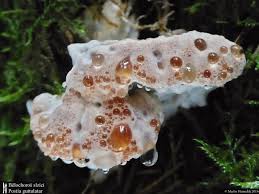 Attēlu rezultāti vaicājumam “Postia guttulata”