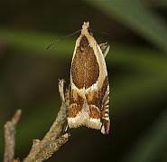 Attēlu rezultāti vaicājumam “Ancylis badiana”