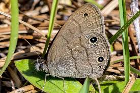 Attēlu rezultāti vaicājumam “Cribraria intricata stalked”