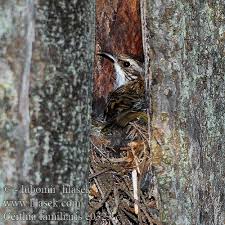 Attēlu rezultāti vaicājumam “Certhia familiaris”