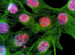 Attēlu rezultāti vaicājumam “Bryum funkii cells”