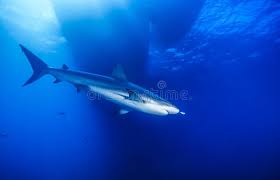 Image result for Carcharhinus perezii