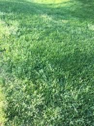 Attēlu rezultāti vaicājumam “Poa annua”