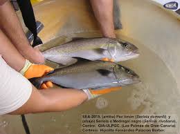 Image result for Seriola rivoliana