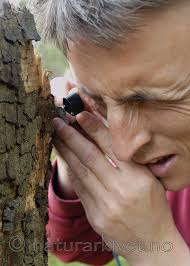 Attēlu rezultāti vaicājumam “Chaenotheca brachypoda”