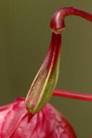 Attēlu rezultāti vaicājumam “Impatiens glandulifera flower”