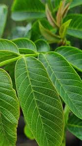 Attēlu rezultāti vaicājumam “Juglans regia leaf”