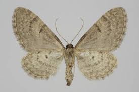 Attēlu rezultāti vaicājumam “Eupithecia pusillata”