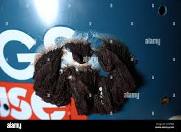 Attēlu rezultāti vaicājumam “Amaurochaete atra young”