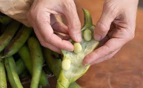 Image result for Dicke Bohnen