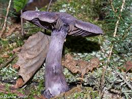Attēlu rezultāti vaicājumam “Cortinarius violaceus”