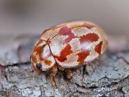 Attēlu rezultāti vaicājumam “Myrrha octodecimguttata”