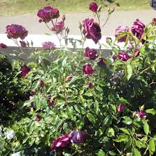 「アイスバーグ」の画像検索結果