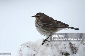 Image result for Anthus spinoletta