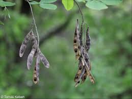 Image result for Laburnum anagyroides