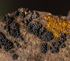 Attēlu rezultāti vaicājumam “Badhamia affinis”