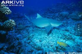 Image result for Negaprion acutidens