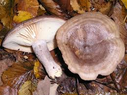 Attēlu rezultāti vaicājumam “Lactarius”