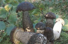 Attēlu rezultāti vaicājumam “Leccinum melaneum”