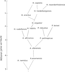 Image result for Evolution Stammbaum