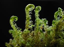 Attēlu rezultāti vaicājumam “Hamatocaulis vernicosus”