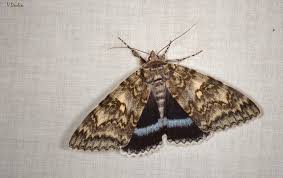 Attēlu rezultāti vaicājumam “Catocala fraxini”