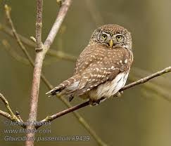 Attēlu rezultāti vaicājumam “Glaucidium passerinum adult”