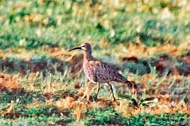 Image result for Numenius tenuirostris