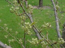 Attēlu rezultāti vaicājumam “Pyrus communis bud”