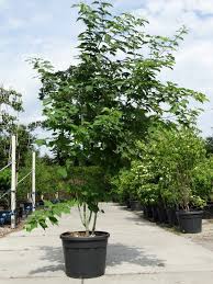 Attēlu rezultāti vaicājumam “Acer rufinerve”