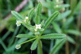 Image result for Galium aparine