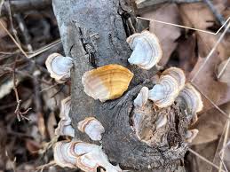 Attēlu rezultāti vaicājumam “Stereum fasciatum”