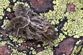 Attēlu rezultāti vaicājumam “Thalpophila matura”