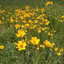 Image result for Coreopsis