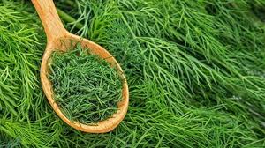 Image result for Dill