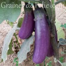 Afbeeldingsresultaat voor slim jim eggplant