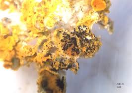 Attēlu rezultāti vaicājumam “Lichenoconium xanthoriae”