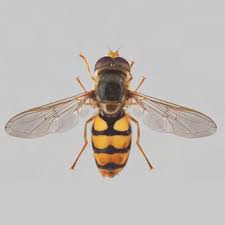 Attēlu rezultāti vaicājumam “Eupeodes nielseni”