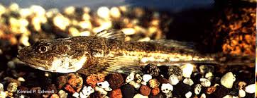 Image result for Myoxocephalus scorpioides