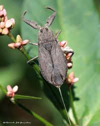 Attēlu rezultāti vaicājumam “Nepa cinerea”