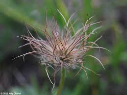 Attēlu rezultāti vaicājumam “Pulsatilla patens leaf”