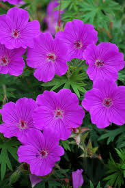 Image result for Geranium `Purple Haze`