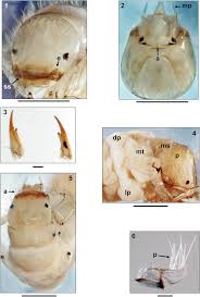 Attēlu rezultāti vaicājumam “Oecetis ochracea”